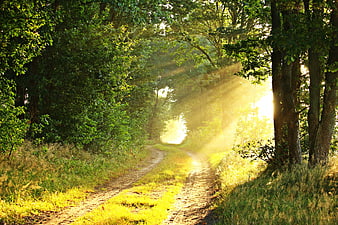 Sunbeams shining through trees on a forest path
