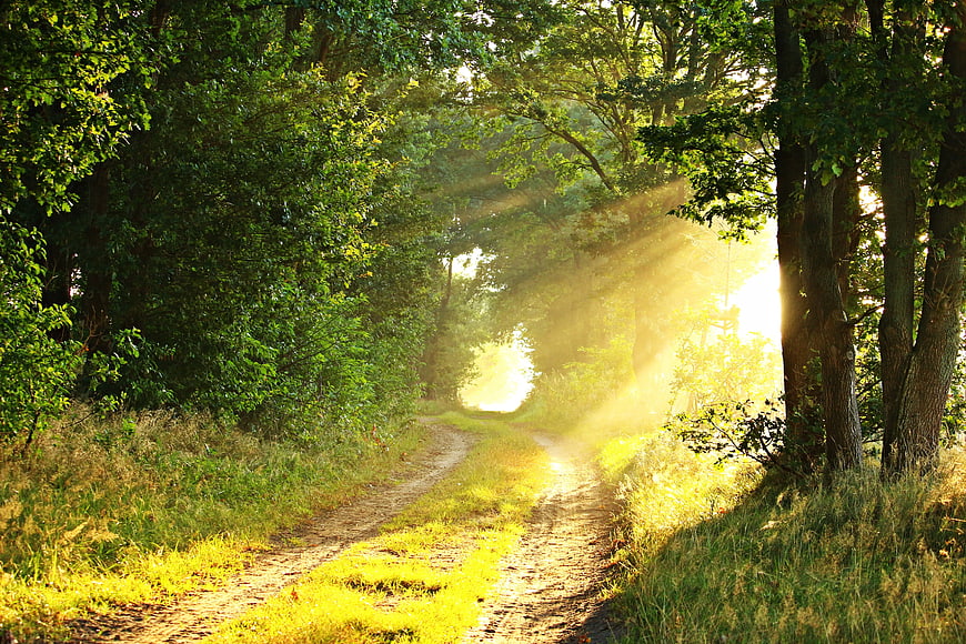 Sunbeams shining through trees on a forest path