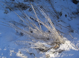 Frozen grass blades encased in ice crystals on snow