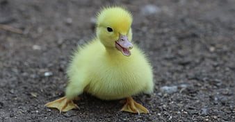 Cute Yellow Duckling Standing on Dirt Ground