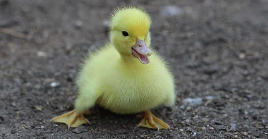Cute Yellow Duckling Standing on Dirt Ground