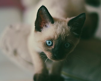 Cute Siamese Kitten with Blue Eyes Looking Up