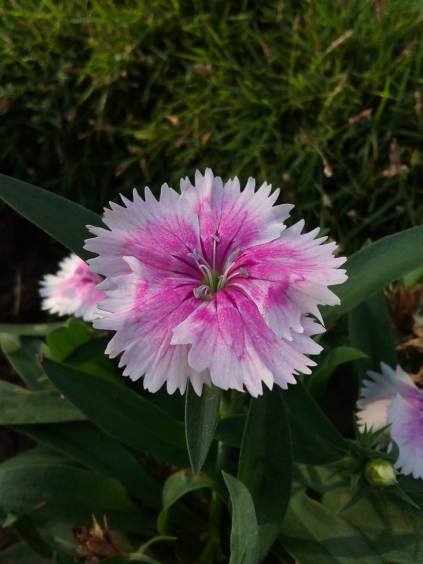 Close-up of Pink and White Dianthus Flower in Garden