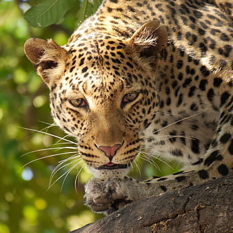 Close-up of a leopard resting on a tree branch