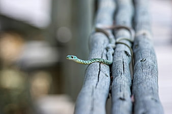 Green Vine Snake on Weathered Wooden Fence