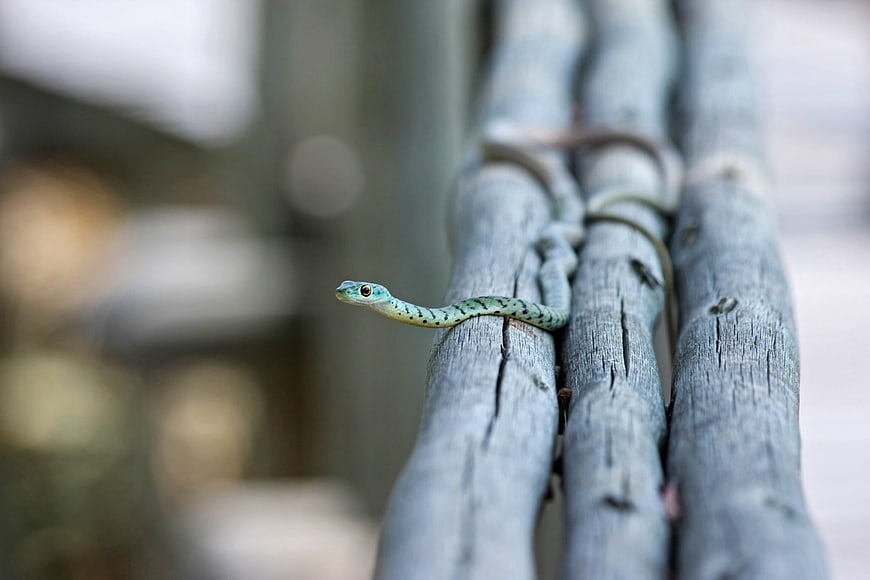 Green Vine Snake on Weathered Wooden Fence
