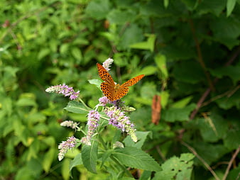 Orange Fritillary Butterfly on Purple Wildflower