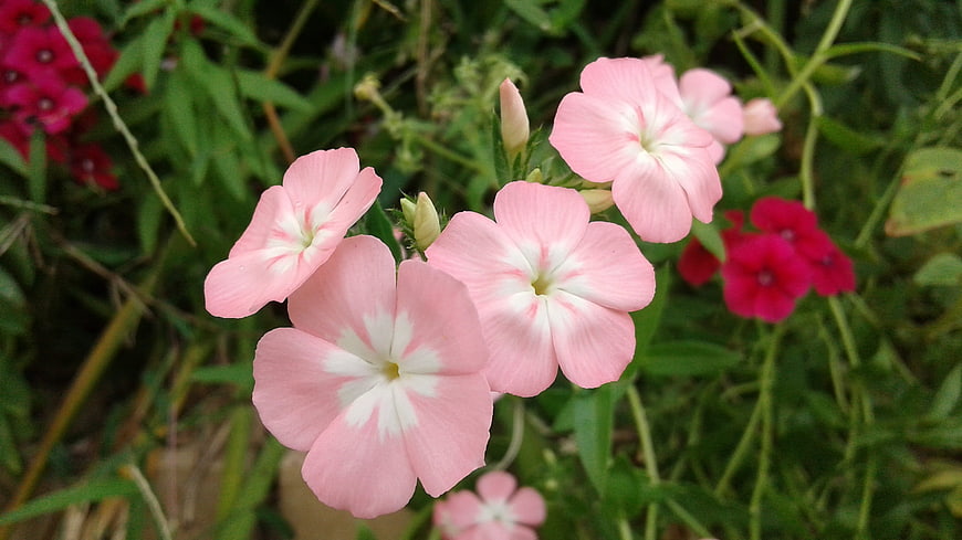 Close-up of pink phlox flowers with white centers in a garden