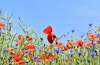 Vibrant Red Poppies and Blue Cornflowers in a Sunny Meadow