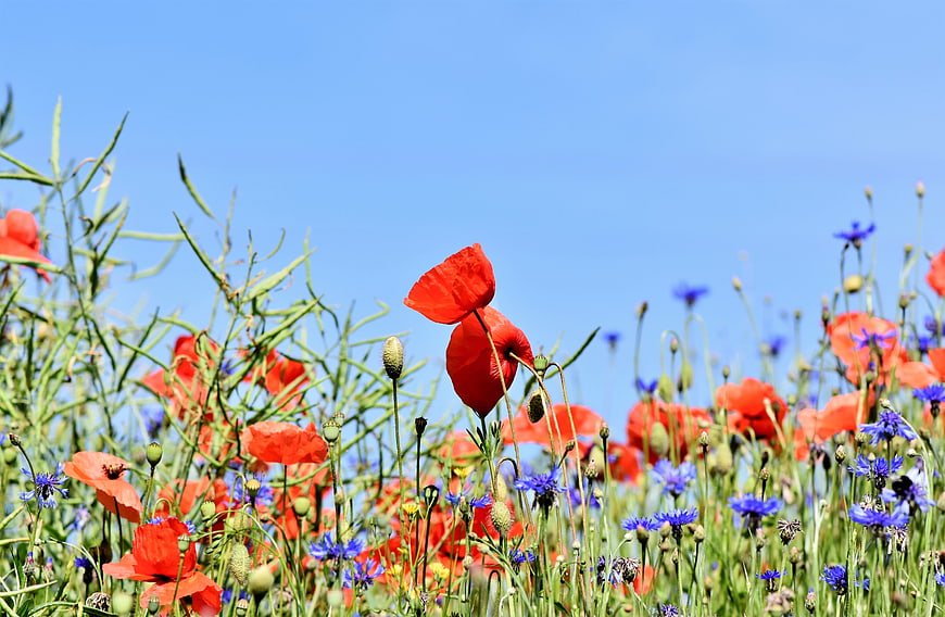 Vibrant Red Poppies and Blue Cornflowers in a Sunny Meadow