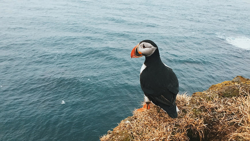 Atlantic Puffin Standing on Cliff Edge Over Ocean