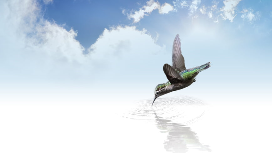 Hummingbird Hovering Over Water with Sky Background