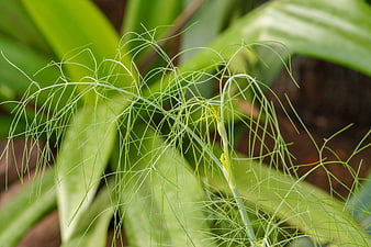Close-up of delicate green dill fronds in a garden