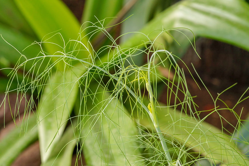 Close-up of delicate green dill fronds in a garden