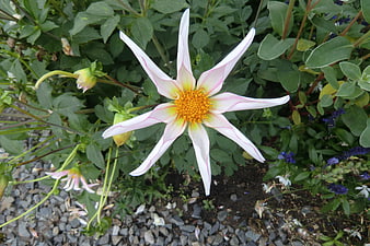 White Dahlia Flower With Yellow Center In Garden