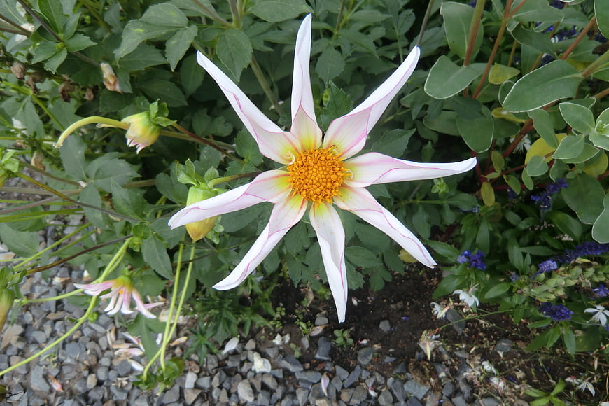 White Dahlia Flower With Yellow Center In Garden