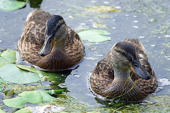 Two female mallard ducks swimming in a pond with lily pads