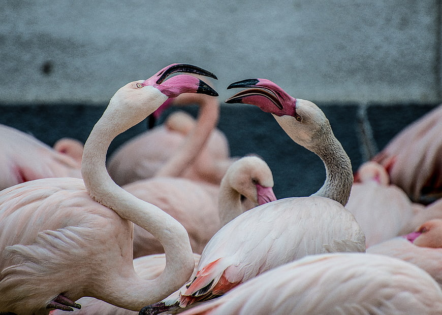 Two Pink Flamingos Interacting with Open Beaks in a Flock