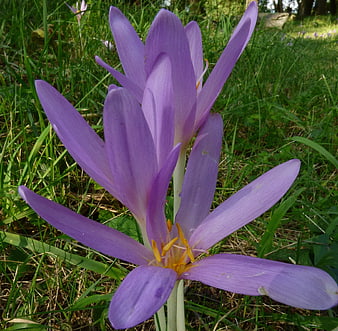 Close-up of purple autumn crocus flowers in green grass