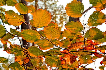 Close-up of vibrant autumn leaves on branches