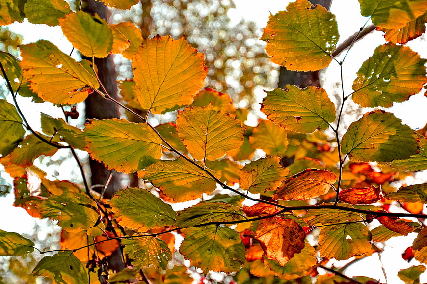 Close-up of vibrant autumn leaves on branches