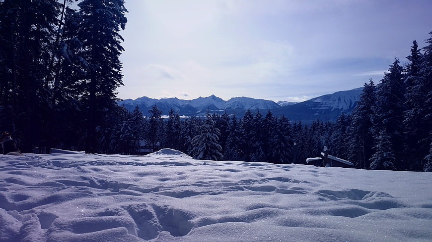 Snowy Mountain Landscape with Pine Forest in Winter
