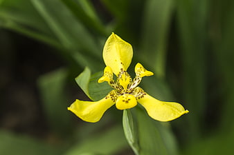 Yellow Wild Iris Flower Close-Up in Green Forest