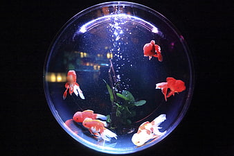 Goldfish Swimming in Round Bowl with Bubbles