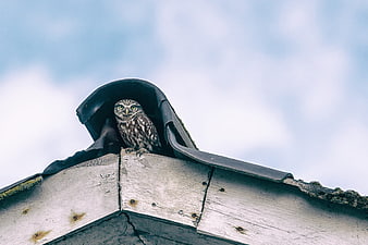 Little Owl perched on wooden roof against blue sky