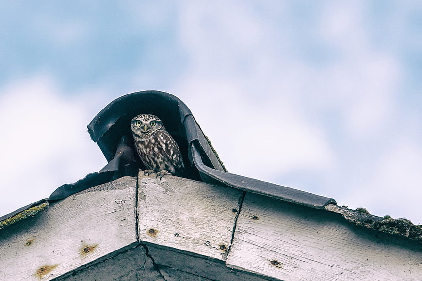 Little Owl perched on wooden roof against blue sky