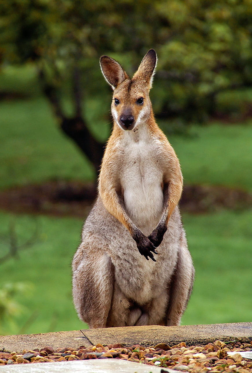 Red-necked Wallaby Standing Upright on a Wooden Fence