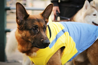 German Shepherd Puppy in Yellow and Blue Jacket