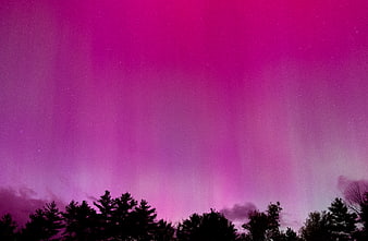 Vibrant Purple Aurora Borealis Over Silhouetted Pine Trees