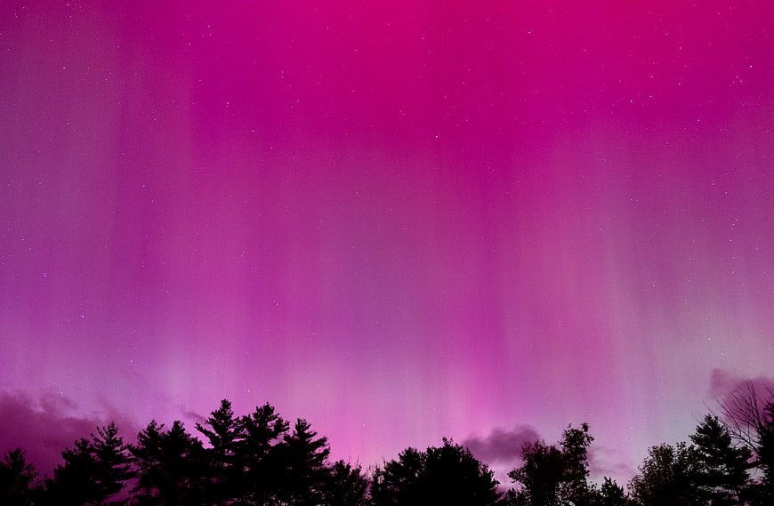 Vibrant Purple Aurora Borealis Over Silhouetted Pine Trees