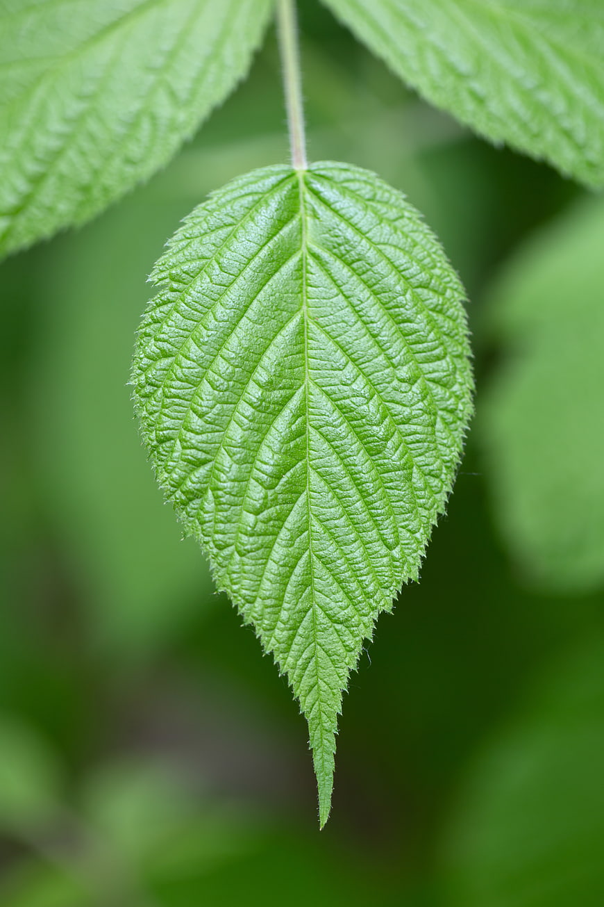 Close-up of a vibrant green leaf with detailed texture