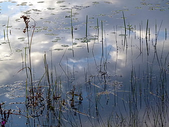 Serene Lake Surface with Sky Reflection and Reeds
