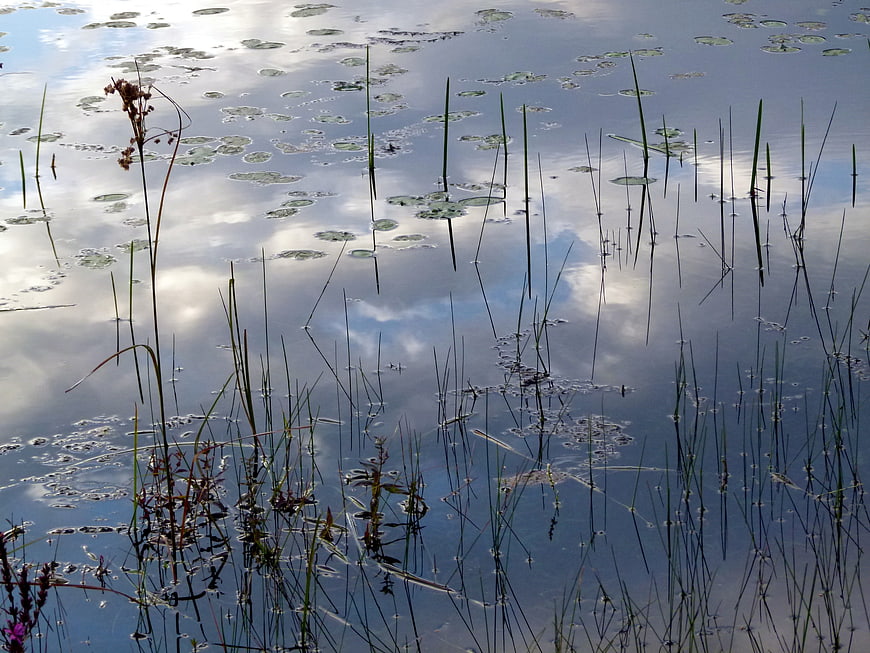 Serene Lake Surface with Sky Reflection and Reeds