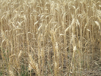 Golden Wheat Field Ready for Harvest