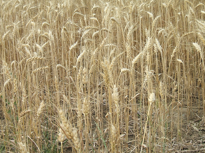 Golden Wheat Field Ready for Harvest