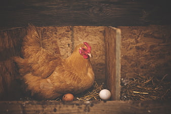 Brown hen sitting in wooden nest with eggs
