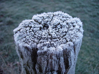 Close-up of frost-covered wooden post in winter morning