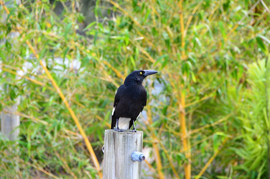 Australian Magpie perched on wooden post with bamboo background