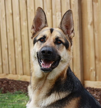German Shepherd Dog Portrait Against Wooden Fence
