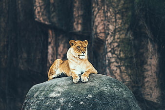 Majestic Lioness Resting on Rock in Forest