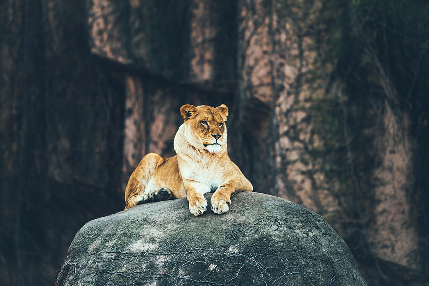 Majestic Lioness Resting on Rock in Forest