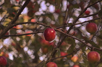 Red Apple Hanging on Tree Branch in Autumn Orchard