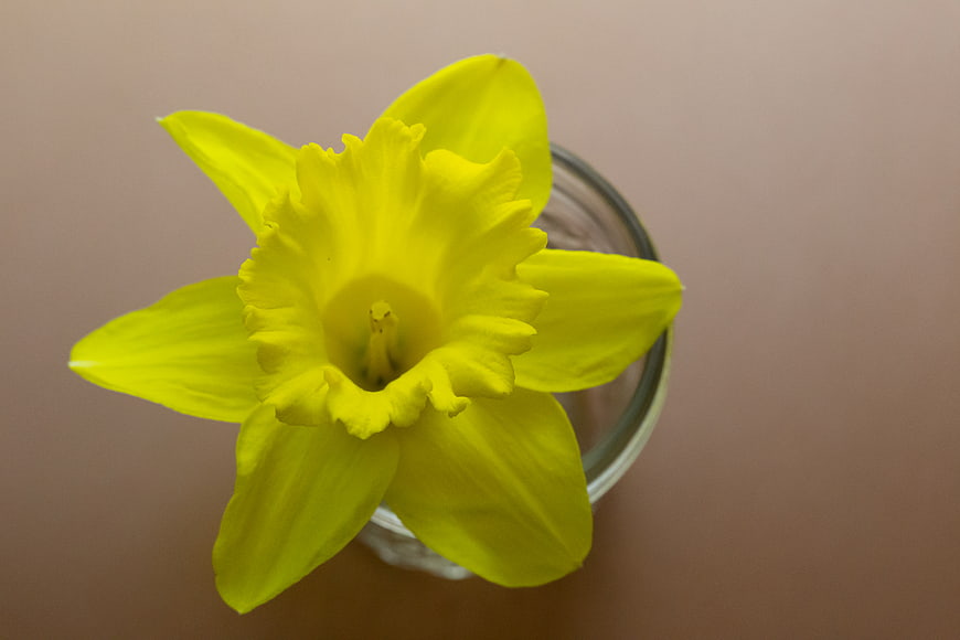 Top View of Yellow Daffodil in Glass Jar