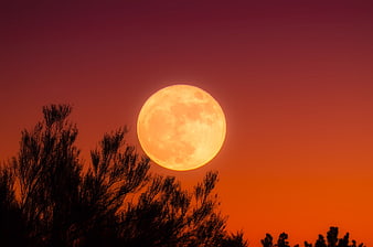 Full Harvest Moon Rising Over Silhouetted Trees at Dusk