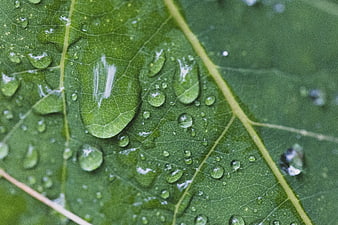 Macro photography of water droplets on a green leaf