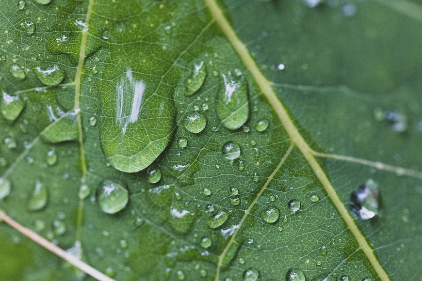 Macro photography of water droplets on a green leaf